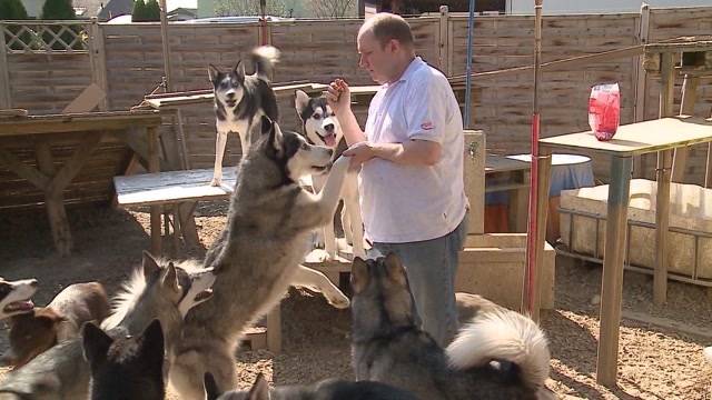 Umzug mit Sack, Pack und einem Husky-Rudel