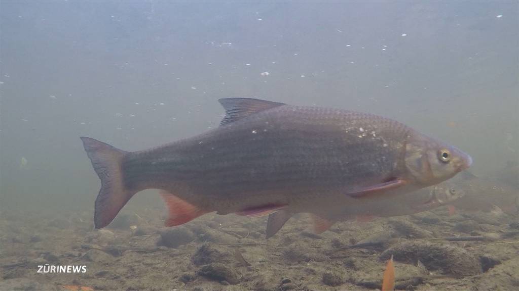 Der Näsling-Fisch macht im Zürisee ein Comeback