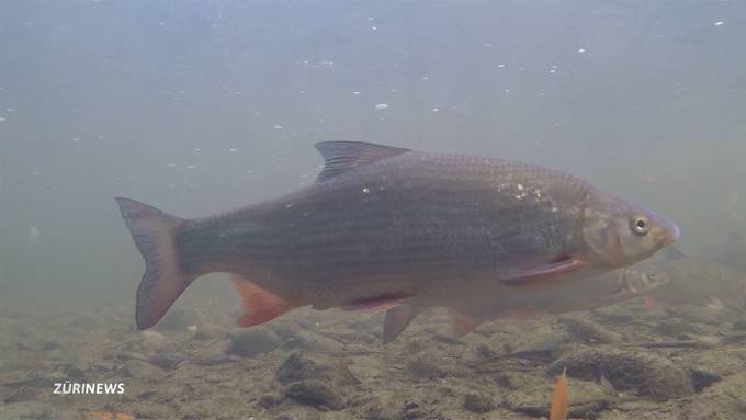 Der Näsling-Fisch macht im Zürisee ein Comeback