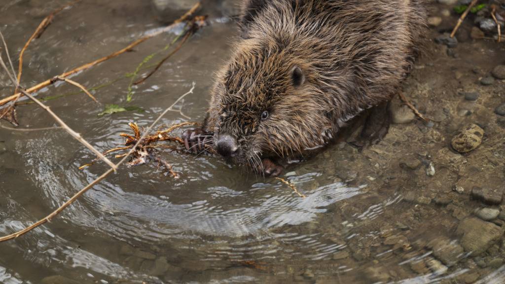 Der Biber, hier bei Oerlikon ZH, findet auch im Kanton Schwyz passende Lebensräume vor. (Archivbild)