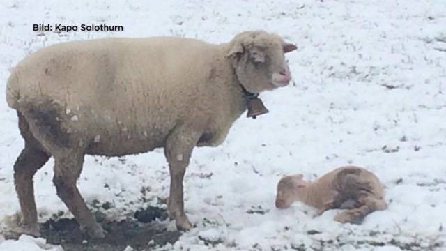 Spaziergänger retten Lamm