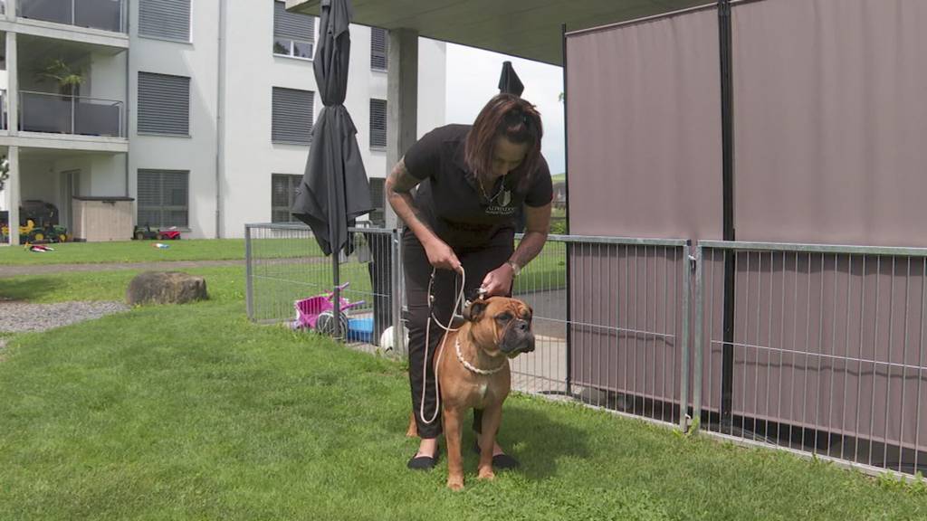Nach Axtattacke auf Pitbull in St.Gallen: So sollten Sie bei einem Hundekampf reagieren
