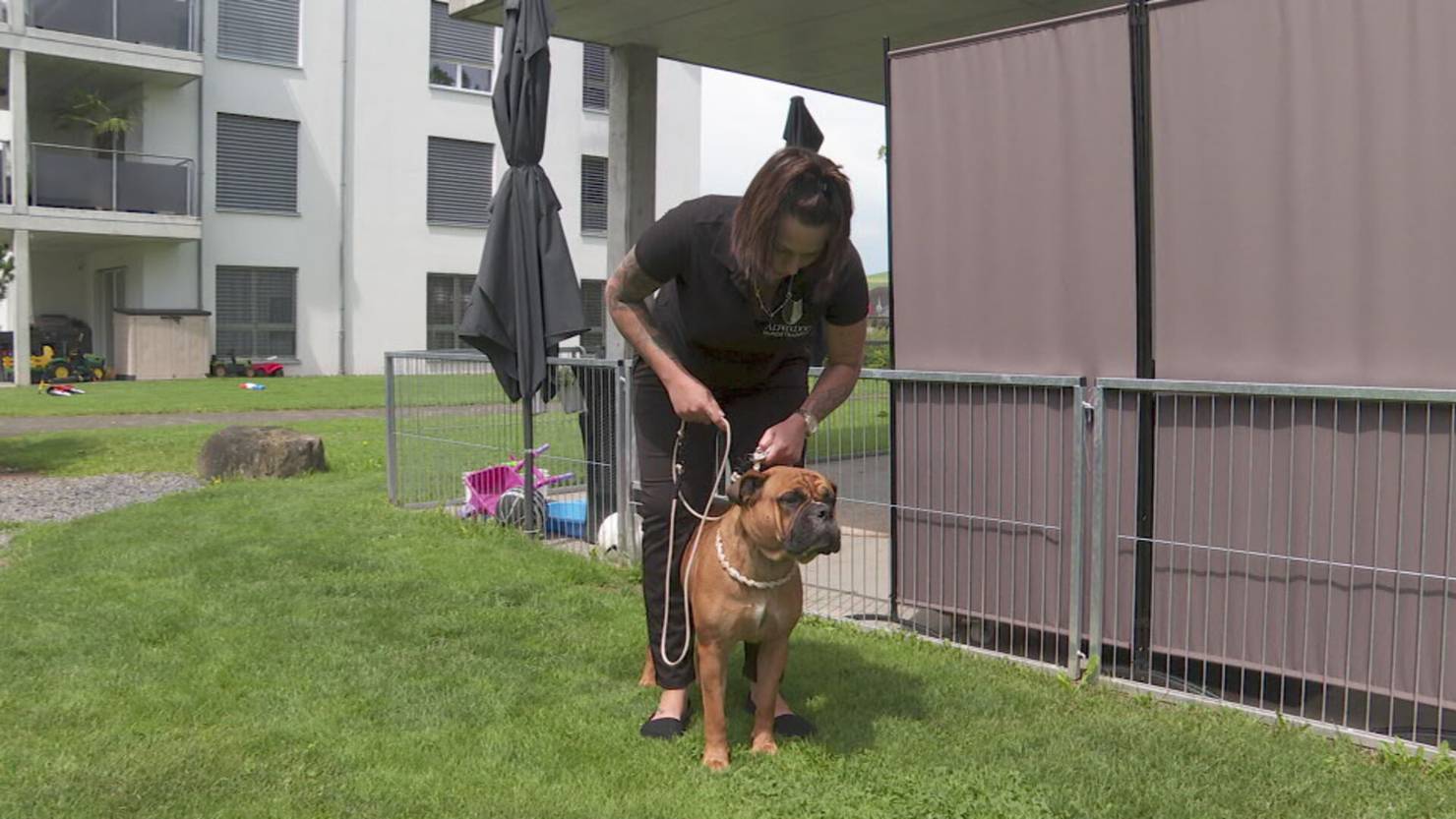 Nach Axtattacke auf Pitbull in St.Gallen: So sollten Sie bei einem Hundekampf reagieren | TVO Online