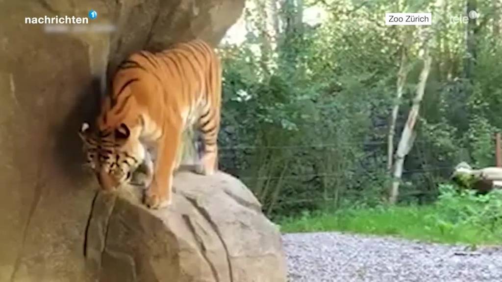 Tigerweibchen im Zoo Zürich darf weiterleben