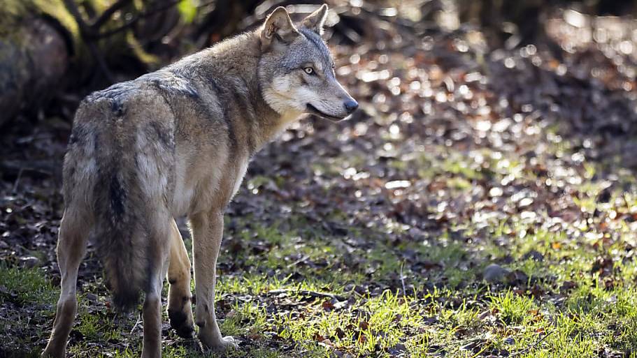 Der zum Abschuss freigegebene Wolf in Hospental wurde nun erlegt. (Symbolbild)