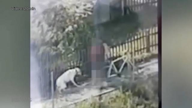 Hundeprügler: Ist die Videoveröffentlichung eine Straftat?