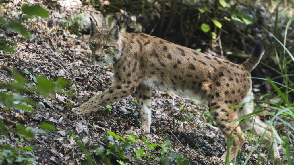 Studie korrigiert Zahl der Walliser Luchse nach unten