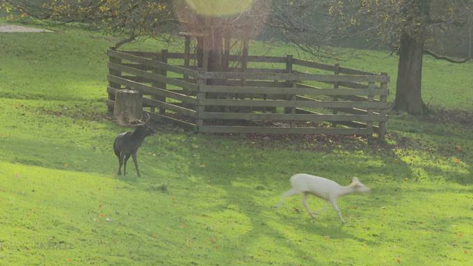 Wildtierpark Roggenhausen ist wintertauglich