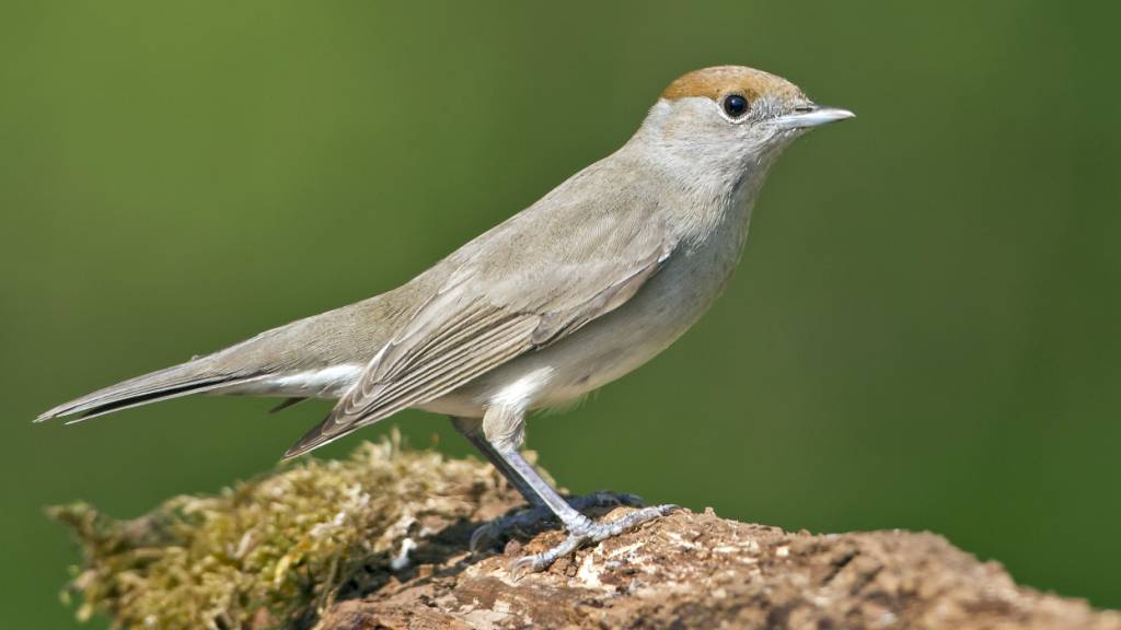 Kein Vogel, der in der Schweiz brütet, ist hierzulande verbreiteter als die Mönchsgrasmücke. (Archivbild)