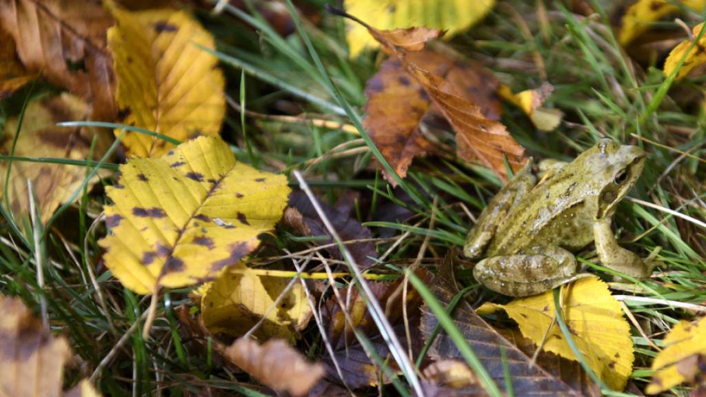 Viele Wälder in der Schweiz verlieren bereits Ende August ihre Blätter. (Symbolbild)