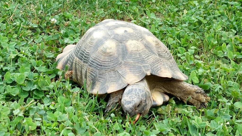 Schildkröte und Katze