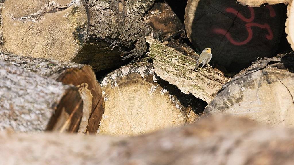 Nicht nur durch Schutzanstriche soll Holz künftig widerstandsfähiger werden. Empa-Wissenschaftler tüfteln daran, das Material bis ins Innerste robuster zu machen. (Symbolbild)