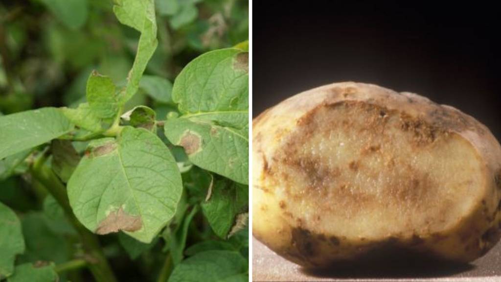 «Glücklich, wenn 25 Prozent überleben»: Miserable Kartoffelernte