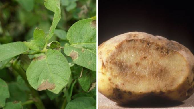 «Glücklich, wenn 25 Prozent überleben»: Miserable Kartoffelernte