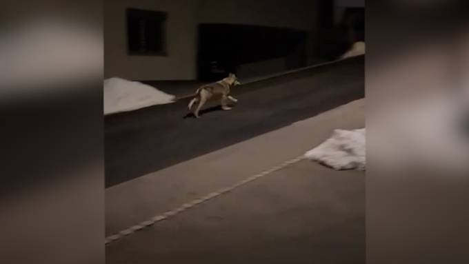 Video von Wolf kursiert im Internet – Wildhut findet zwei tote Gämsen