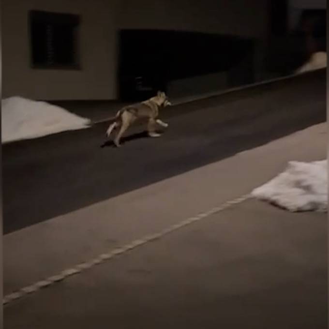 Video von Wolf kursiert im Internet – Wildhut findet zwei tote Gämsen