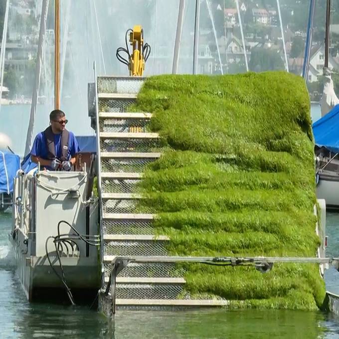 Die «Seekuh» macht dem Seegras im Zürichsee den Garaus