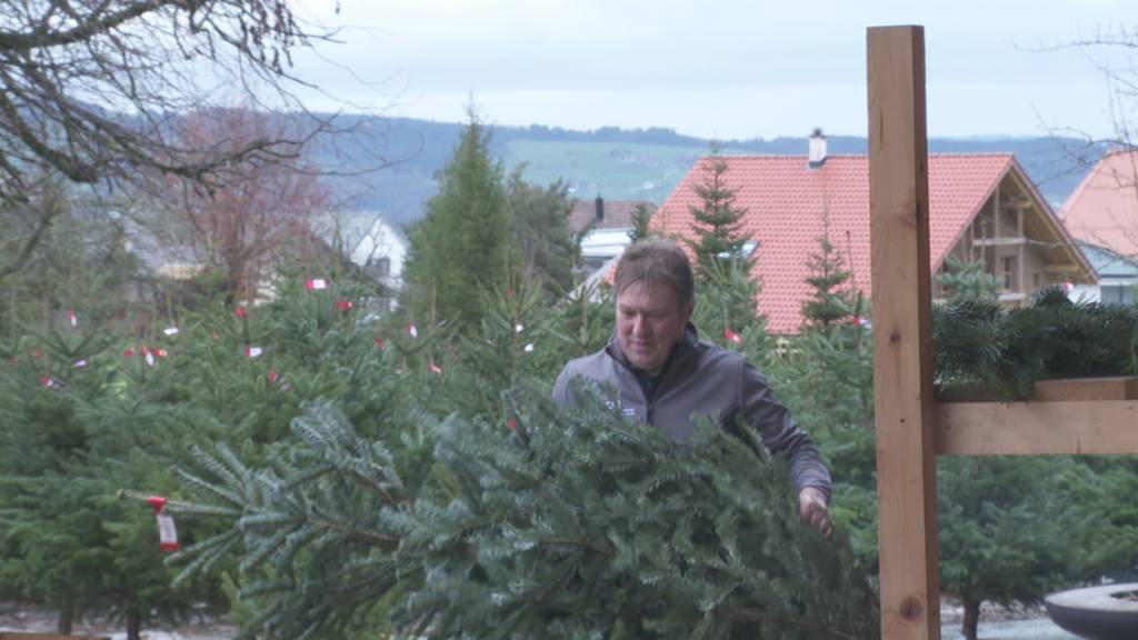 Bilanz Weihnachtsbaumverkauf