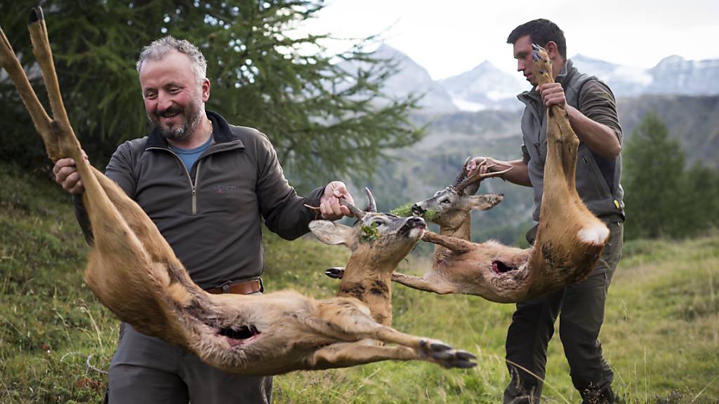 Die zu grossen Bestände von Hirschen und Rehen sollen in Graubünden mit einer weiteren Reihe jagdlicher Massnahmen unter Kontrolle gebracht werden. (Archivbild)