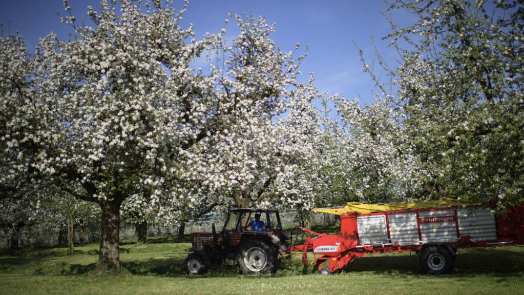 Wie sehr belasten PFAS die Thurgauer Böden und Gewässer? Im Bild: Blühende Obstbäume bei Hagenwil bei Amriswil TG.