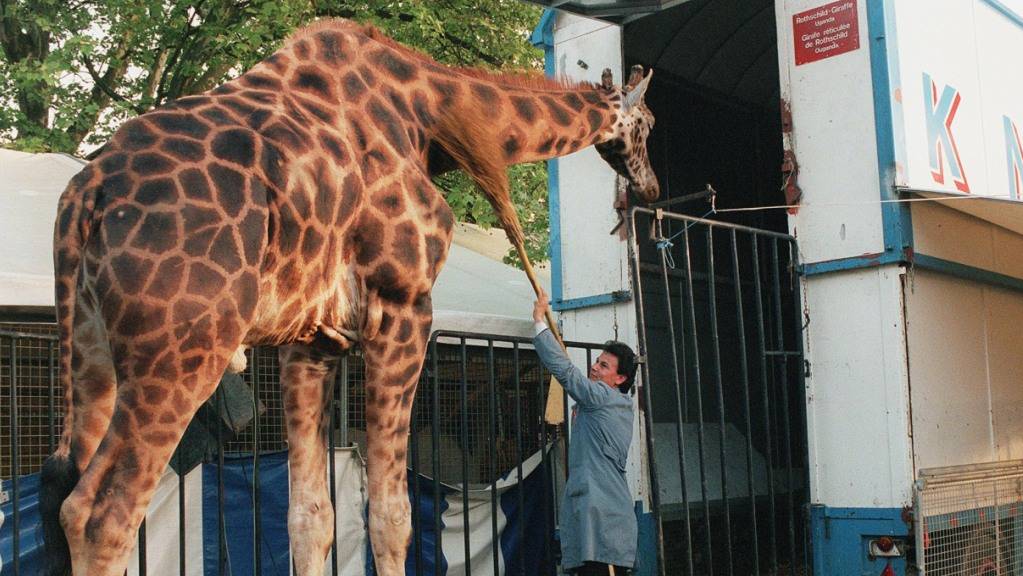 Eine Giraffe wird von einem Wärter in den Zirkuswagen gebracht. Schweizer Tierschutzorganisationen fordern ein Verbot von Wildtieren in Schweizer Zirkussen. (Archivbild)