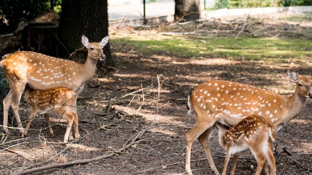 EU-Entscheid könnte Sika-Hirsche vermehrt nach Zürich treiben