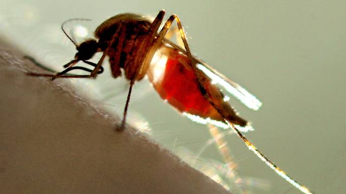 Diese Hausmittel vertreiben Stechmücken und lindern den Juckreiz