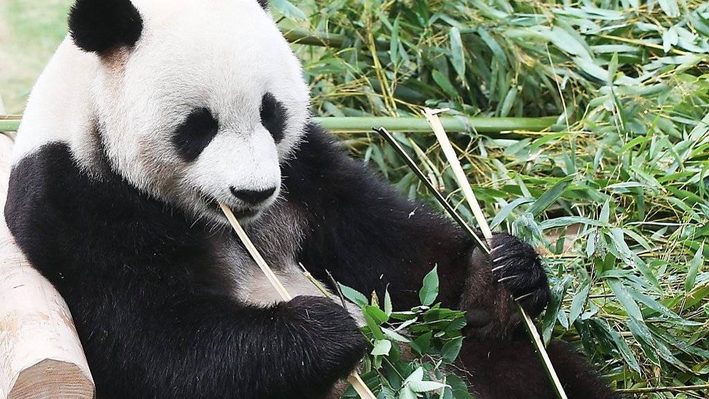 Panda-Männchen La Bao geniesst einen Bambus-Happen in seinem neuen Zuhause in Seoul. Am 21. April sollen er uns seine Partnerin Ai Bao der Öffentlichkeit gezeigt werden.