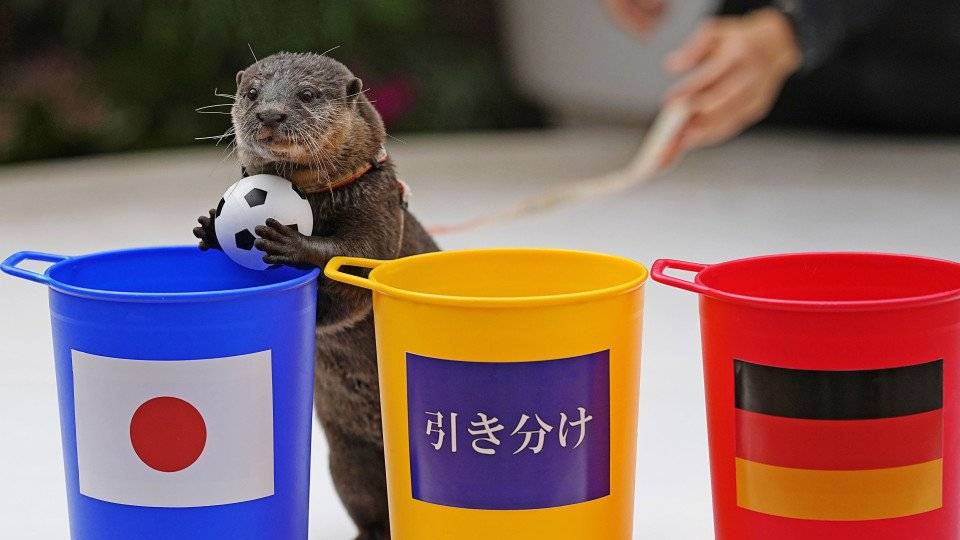 Otter Taiyo WM Japan