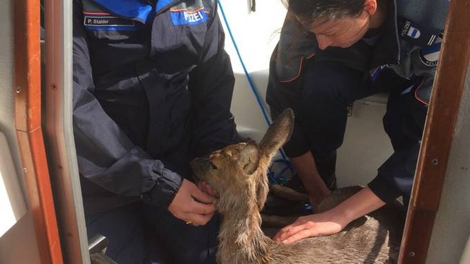 Zuger Polizei rettet Reh aus Seenot