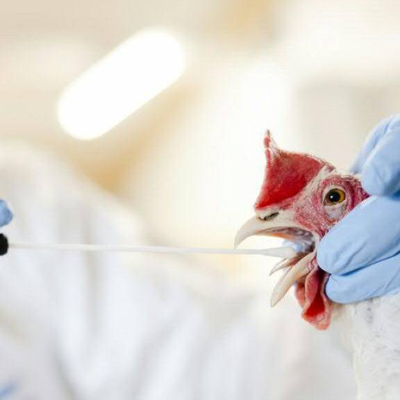 So gefährlich ist die Vogelgrippe für Mensch und Tier
