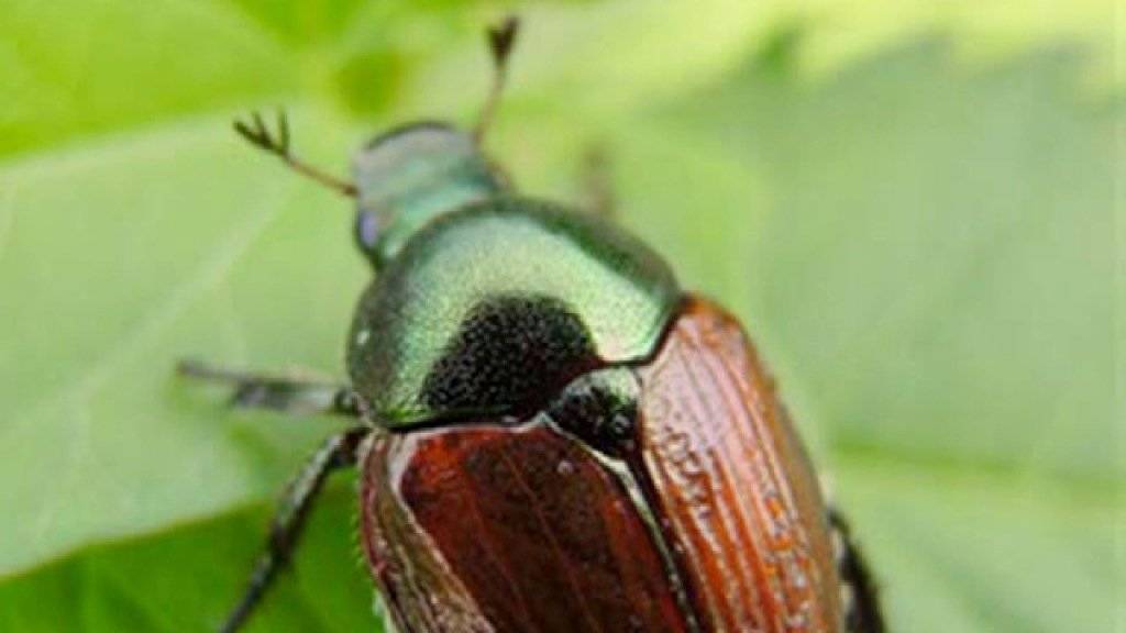 Der Japankäfer sorgt im Tessin für Kopfzerbrechen. Der Eindringling könnte der Pflanzenwelt einen empfindlichen Schaden zufügen.