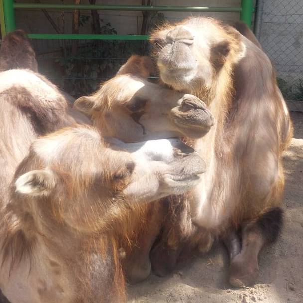 «Er fehlt unglaublich»: Zooteam von Johns kleine Farm trauert um Kamel