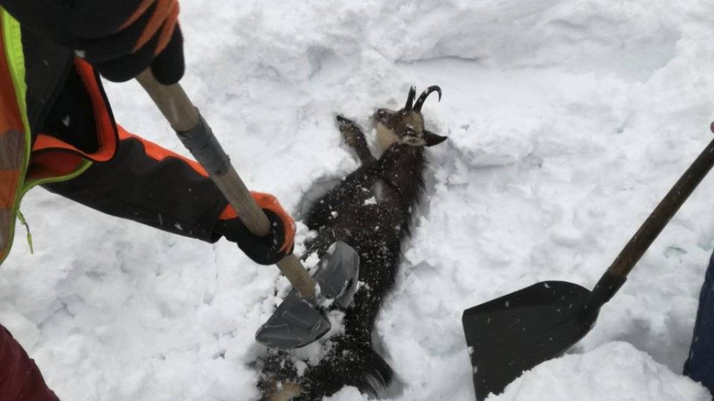 Auch Tiere wurden vom Schnee verschluckt. Mitarbeitende der Österreichischen Bahn buddeln die Tiere wieder aus.