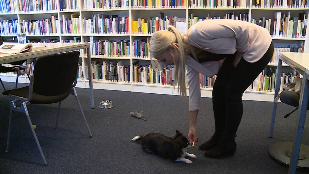 Hund im Büro