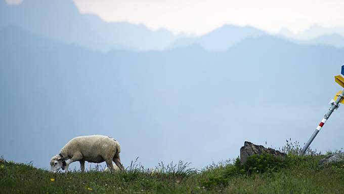 Wolf riss neun Schafe im Murgtal