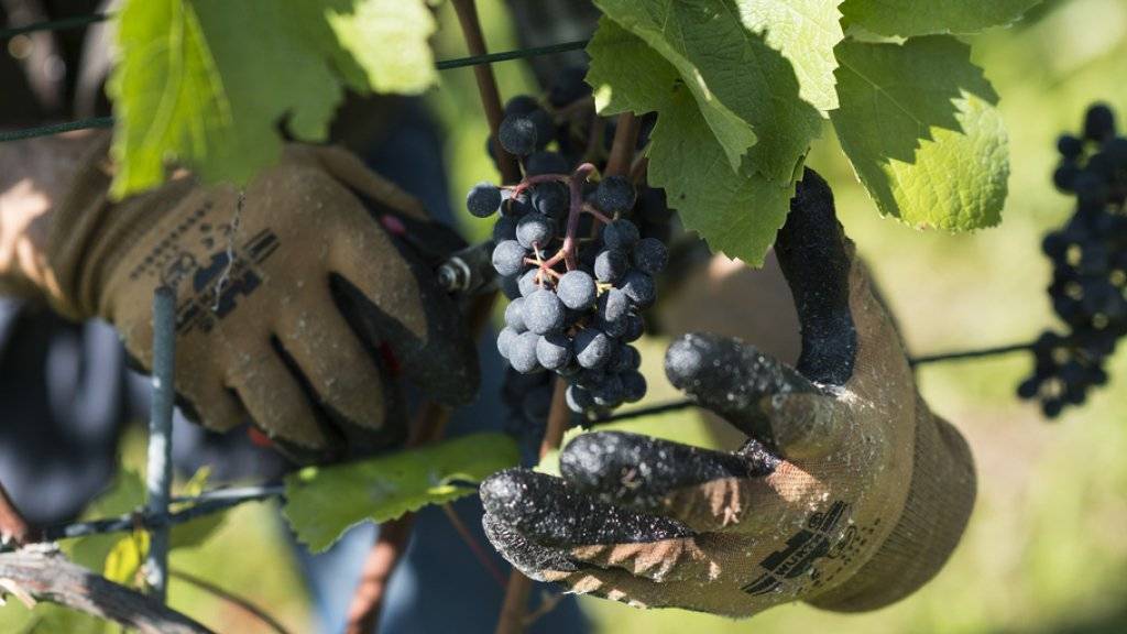 Die Schäden an den Reben waren seit Sommerbeginn in bestimmten Weinbauregionen der Schweiz und fünf weiterer Länder beobachtet worden (Symbolbild).