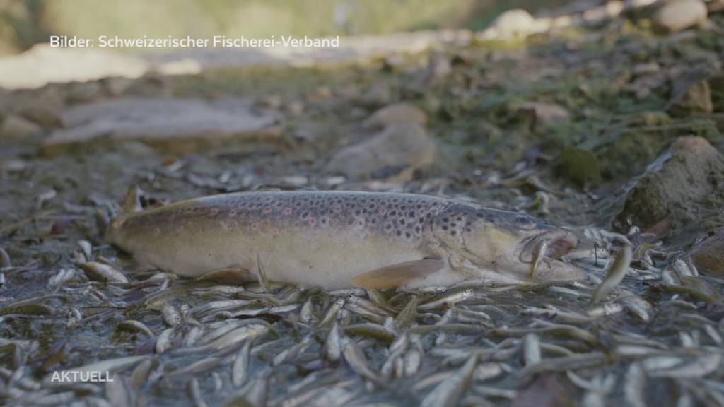 Ausgetrocknete Bäche: Fische kämpfen ums Überleben