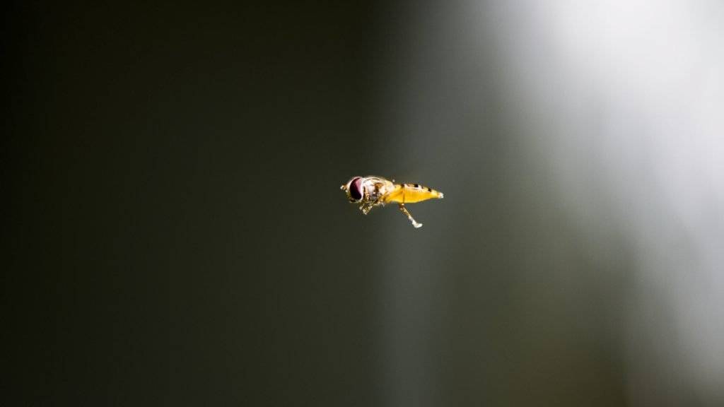 Sie fliegen wieder vermehrt durch die Luft: die Wespen. Ein Stich kann für Allergiker schwere Folgen haben. (Archivbild)