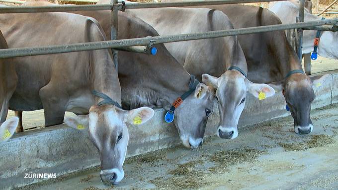 Luxusgut Fleisch? Bundesrat ist gegen Massentierhaltungsinitiative