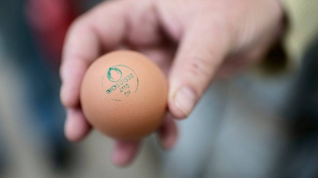 US-Wissenschaftler haben herausgefunden: Eier sind weniger zerbrechlich, wenn sie bei einem Fall waagerecht ausgerichtet sind statt senkrecht. (Symbolbild)