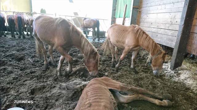 Tierquälerei im Thurgau: Alleine letztes Jahr 13 Tiere verendet