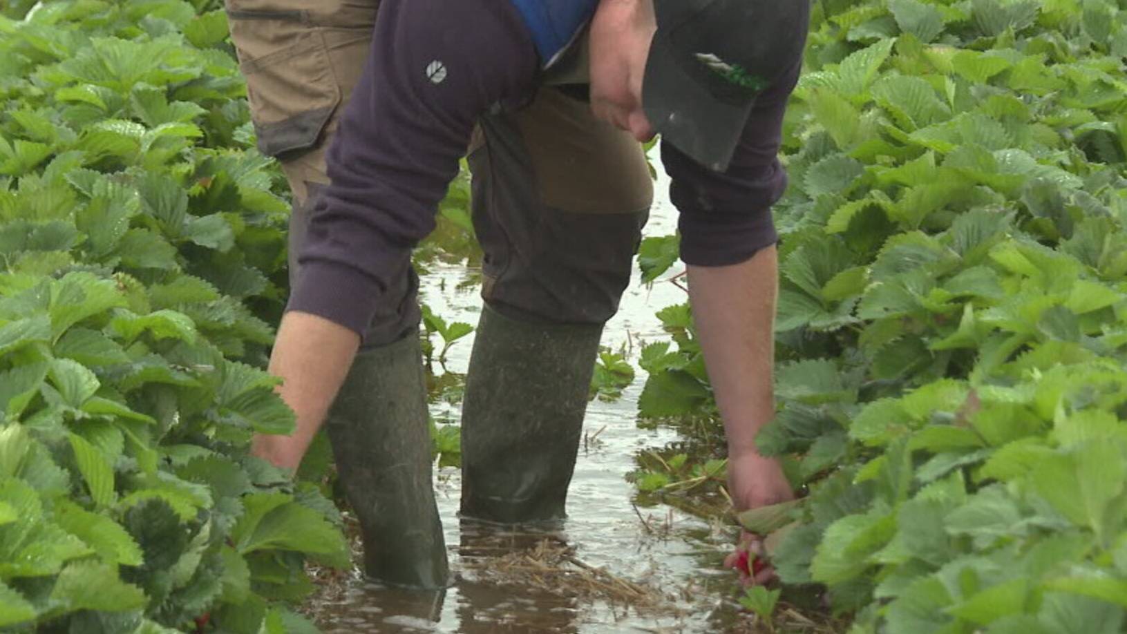 Thumb for Hochwasser zerstört Bauern die Ernte