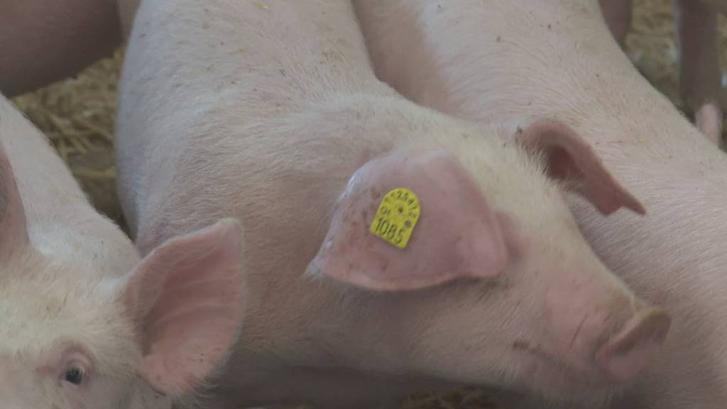 Sinkende Schweinepreise: Ein Rettunggsversuch scheitert