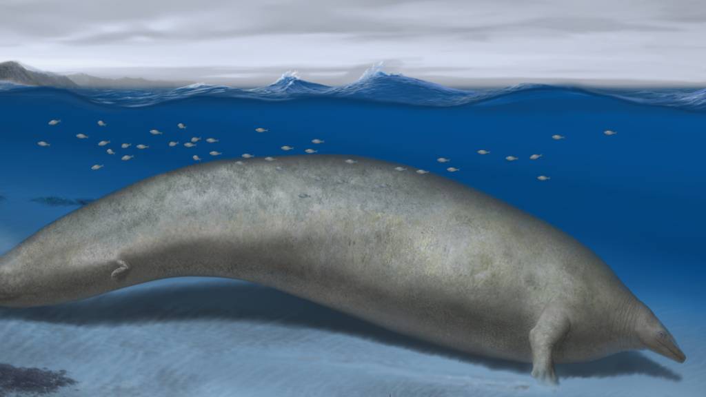 Eine Rekonstruktion des Wals mit dem Namen «Perucetus colossus», grob übersetzt «der kolossale Wal aus Peru».
