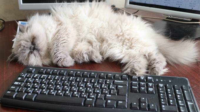 Katze kotzt Computer kaputt