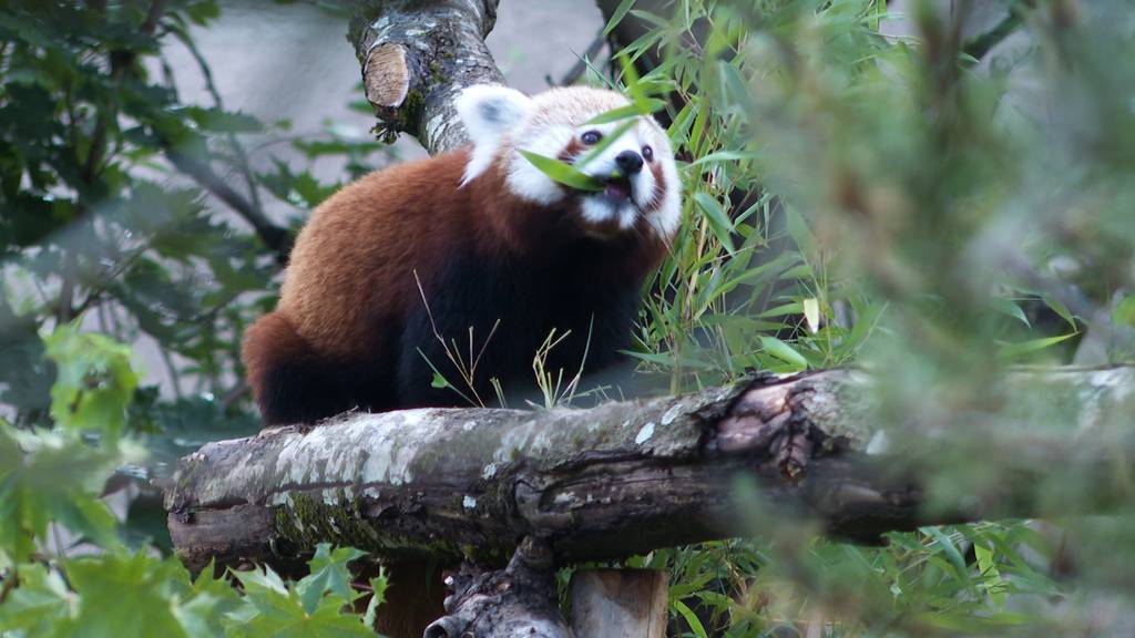 Jöö! Das sind die neuen Roten Pandas und Zwergotter des Walter Zoos