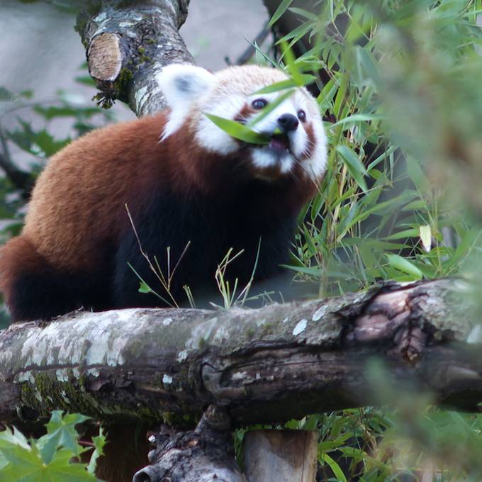 Jöö! Das sind die neuen Roten Pandas und Zwergotter des Walter Zoos