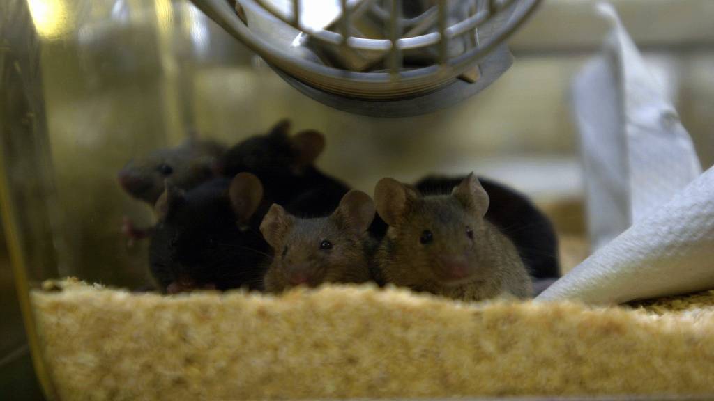 Die Mäuse waren nach Zelltherapie physisch fitter und ihr Immunsystem war gestärkt.