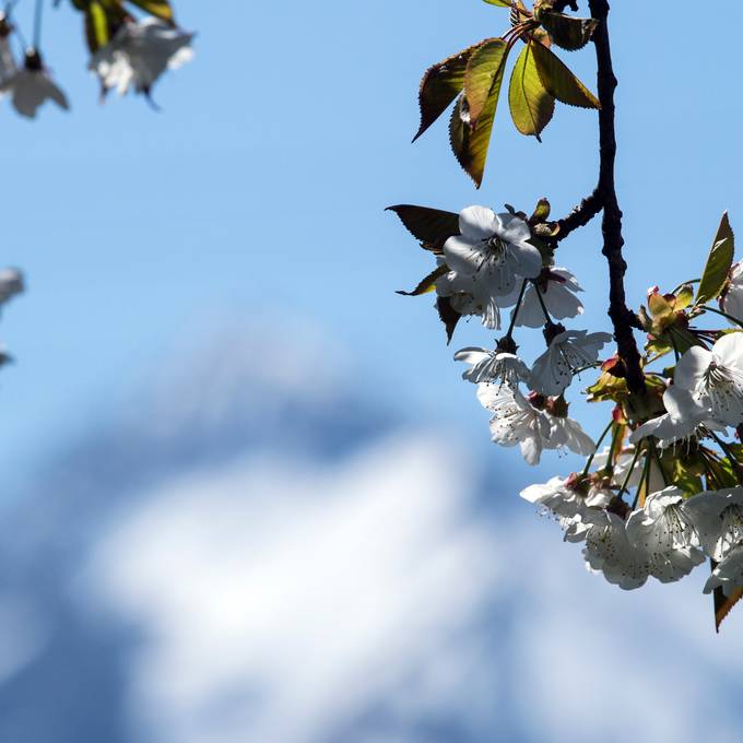 Kritischer April für die Obstbauern